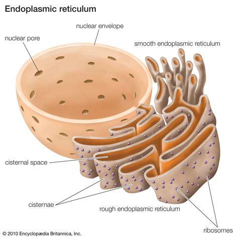 6 Cell Organelles Britannica