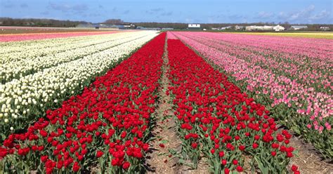 See Tulip Fields In Holland With A Private Guide Holland Private Tour