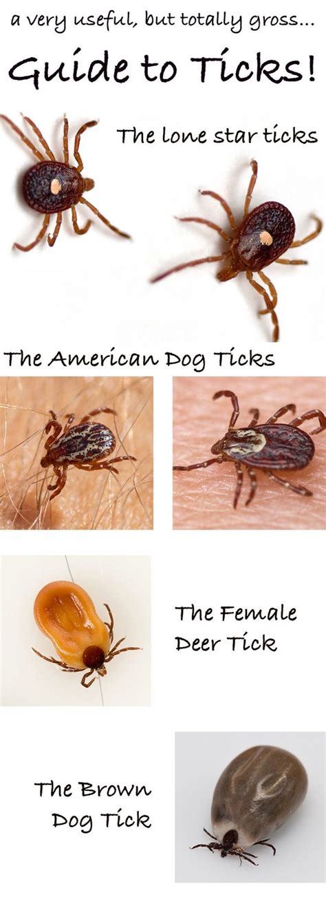 What Do Ticks Look Like A Dog Health Guide In 2020