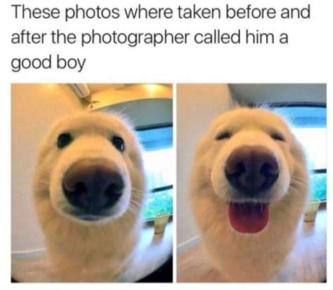 40 Doggo Memes That Will Surely Cheer You Up Internets Best Sfwfun