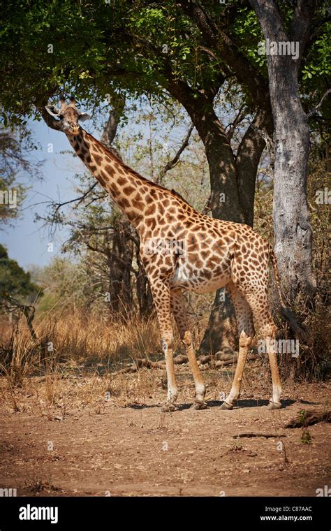 Thornicroft Giraffe Giraffa Camelopardalis Thornicrofti South Luangwa