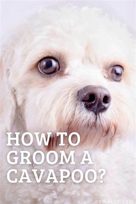 How To Groom A Cavapoo Puppy 5 Steps To Groom A Cavapoo Oodle Life