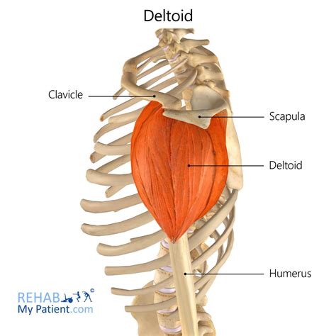 Deltoid Ligament Shoulder