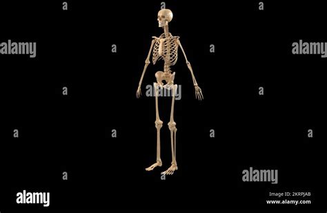Skeletal System Stock Videos And Footage Hd And 4k Video Clips Alamy