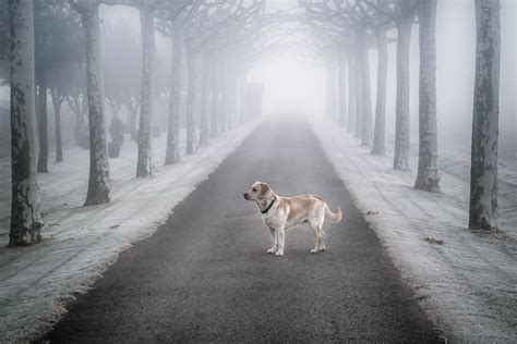 Wallpaper Id 111000 Dog Animals Trees Winter Snow Free Download