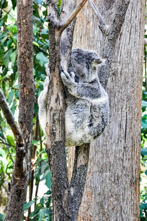 Koala Bear Sleeping In Tree Stock Image Image Of Bear Bears 100746303