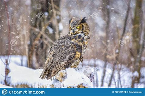 Great Horned Owl In Snowfall Stock Photo Image Of Plumage Feathers