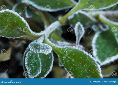 Frost Crystals On Green Leaves Stock Image Image Of Leaf Cold 88453167