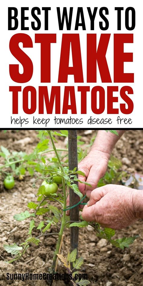 Best Ways To Stake Tomatoes Tomato Plant Care Staking Tomato Plants