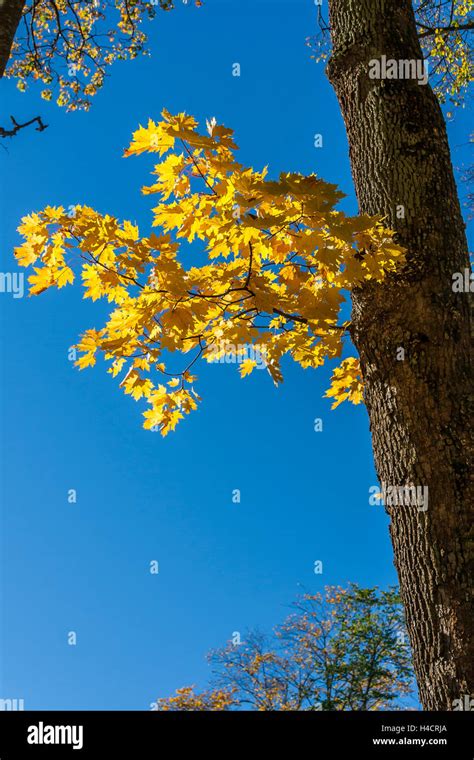 Autumn Maple Tree Branch Stock Photo Alamy