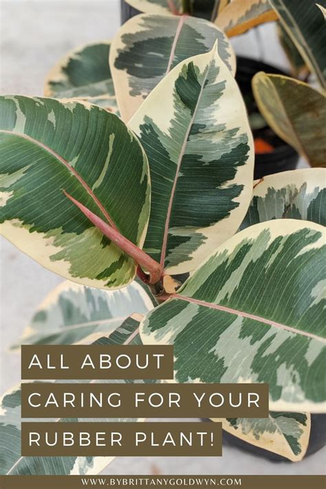 Learn How To Care For A Rubber Plant These Are All The Rubber Tree