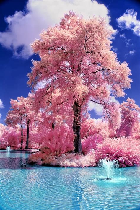 Pink Passion Japanese Water Gardens Beautiful Landscapes Nature