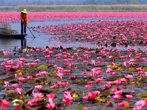 Red Lotus Lake Color Pink Lotus Udon Thani Talay Bua Dang ...