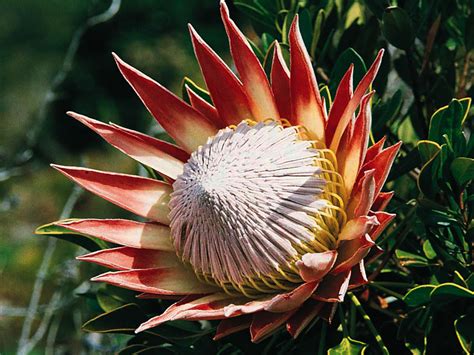 Za Protea Cynaroides The King Of Flowers