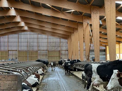 Stabulation Vache Laitiere Agribat Concept