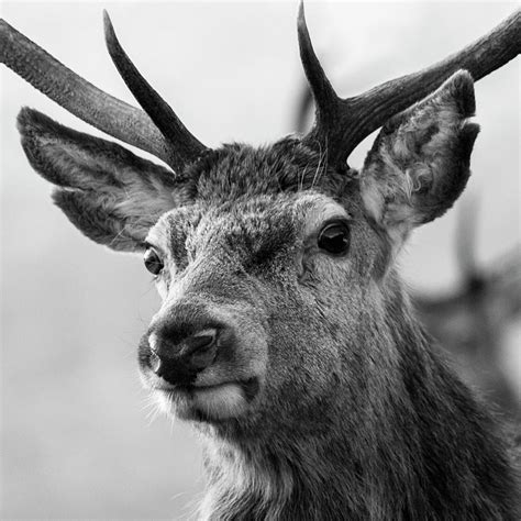 Red Deer Stag Photograph By Derek Beattie Fine Art America