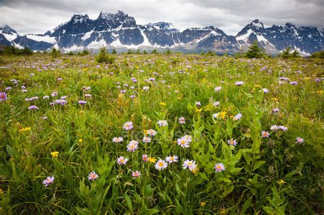 Wildflowers In Green Field Of Jasper National Park Alberta Canada