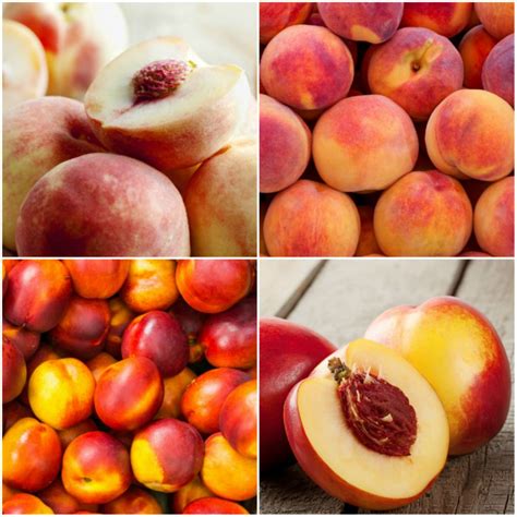Pick Of The Week Nectarines And Peaches Harris Farm Markets