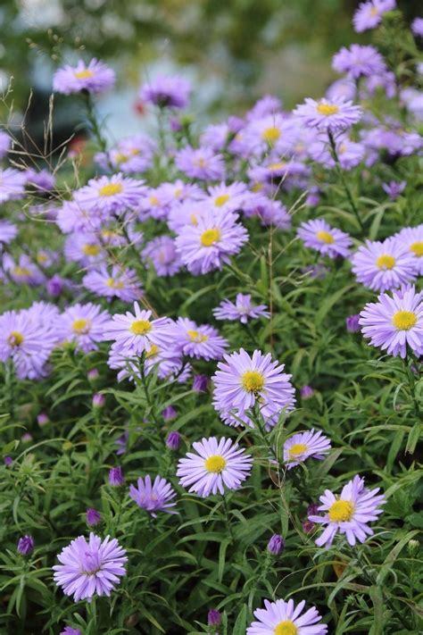 Why Wont My Asters Bloom Reasons For Asters Not Flowering