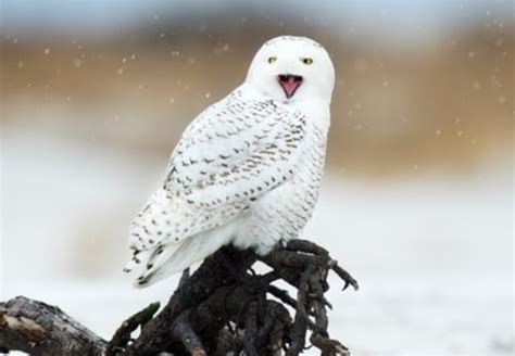 48 Fun Facts About Snowy Owls Full Guide With Photos Learn Bird