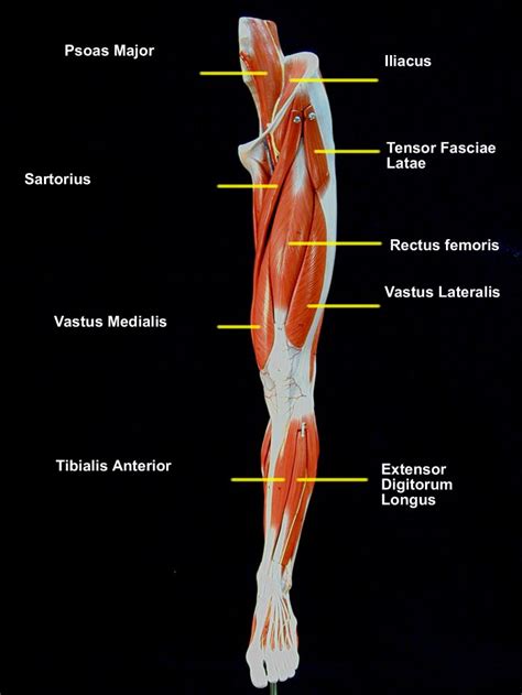 Leg Muscle Labeled