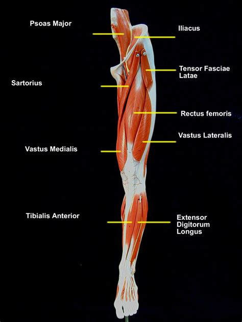 Leg Muscles Diagram Basic Muscular Function And Anatomy Of The Upper