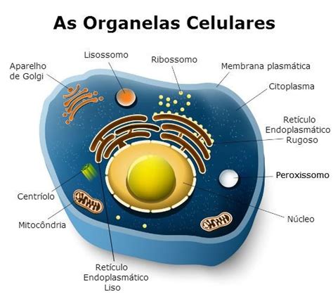 Organelas Celulares Toda Matéria