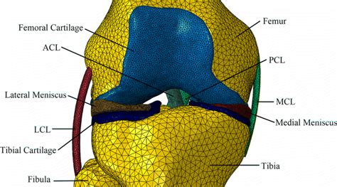 3d Finite Element Model Of The Human Knee Joint Posterior View