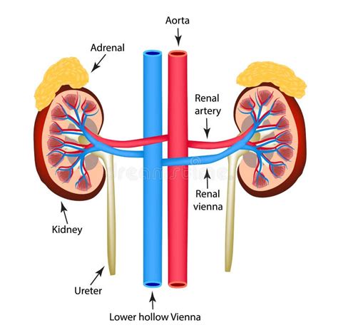 Structure Of Kidneys Vector Illustration On Isolated Background Stock