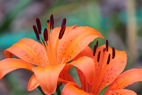 Orange Tiger Lily Photograph By Marilyn Dykes Fine Art America