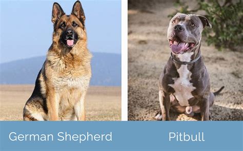 German Shepherd Vs Pitbull The Differences With Pictures Hepper