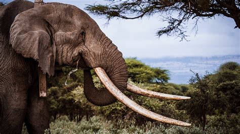 Muere Uno De Los últimos Elefantes Con Colmillos Gigantes En Kenia