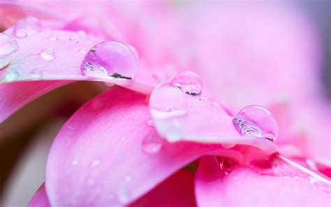 Wallpaper Water Drop Flower Macro Petal Pink Desktop Wallpaper