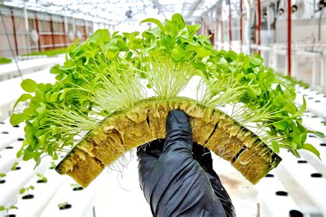 5 Hydroponic Growing Media For Your Plants Thegardengranny