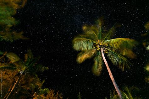 Palm Tree On Starry Night By Stocksy Contributor Anya Brewley