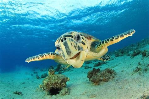 Hawaiian Sea Turtles Also Known As Honu Are Some Of The Most Amazing