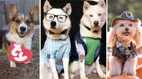 Cute Animals Show Off Their Costumes On National Dress Up Your Pet Day