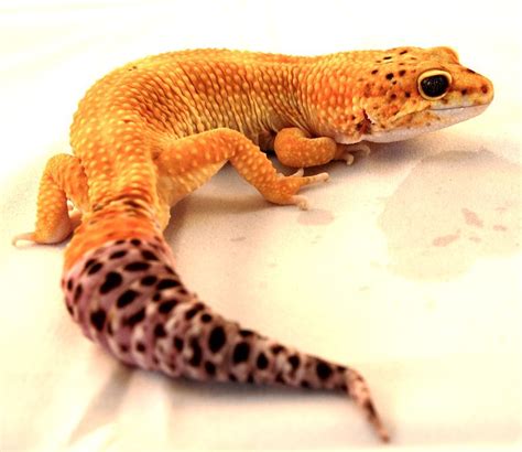 Leopard Geckos Lifespan Feeding And Lifecycle All About Geckos Tag