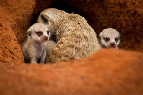 10 Meerkat Facts You Need To Know Africa Geographic