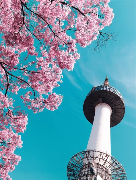 Selected Korean Spring Wallpaper You Can Use It Without A Penny