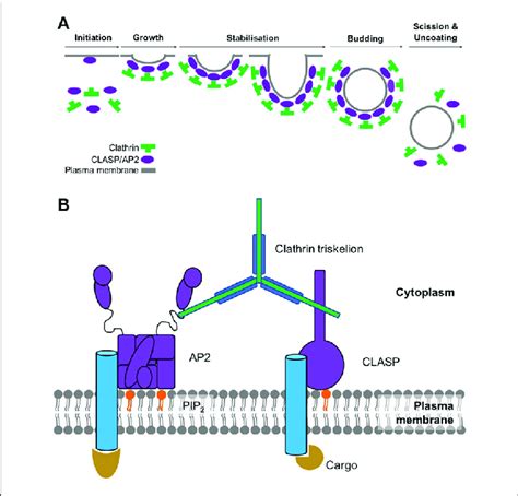 A Assembly And Disassembly Of Clathrin Coated Pit Adaptor Proteins