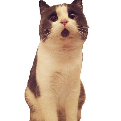 Submitted 1 hour ago by 1000_cats_. Table Cat Meme Transparent