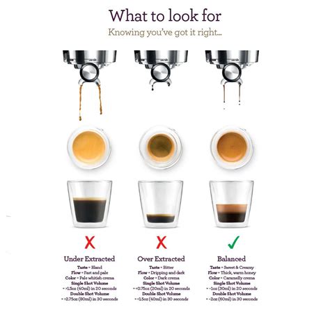 Guide To The Perfect Extraction Coffee Brewing