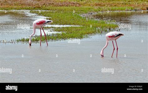 Lesser Flamingos Phoenicopterus Minor West Coast National Park