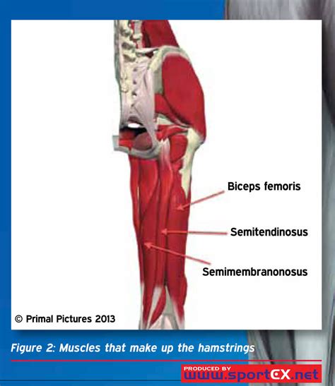 Muscular System Hamstring Muscles Anatomy