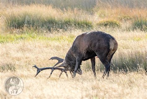 Red Deer In Richmond Park Circle Of Life Photography