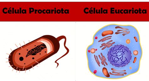 Diferencia Entre Célula Eucariota Y Procariota 2022