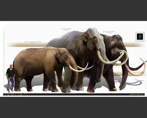 Mastodon Columbian Mammoth Wooly Mammoth Prehistoric Animals