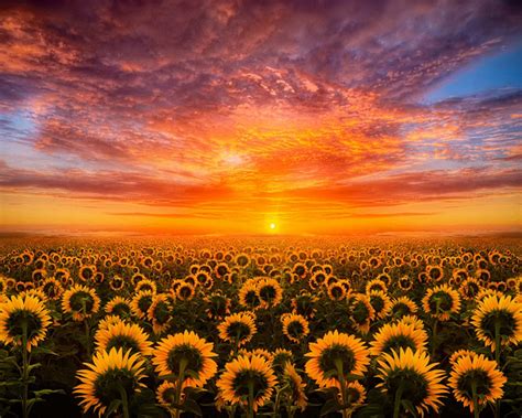 Perfect screen background display for desktop, iphone, pc, laptop, computer, android phone. Sunset Red Sky Cloud Field With Sunflower Hd Desktop ...