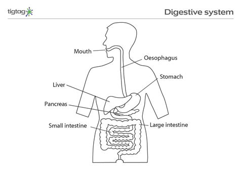 Question 4 draw a labelled diagram of human digestive system? Easy Digestive System Diagram With Labels ~ news word